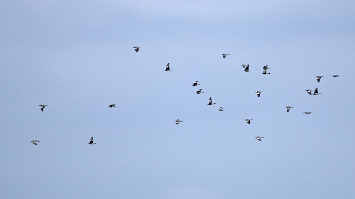 Common Wood-Pigeon - Francisco Barroqueiro