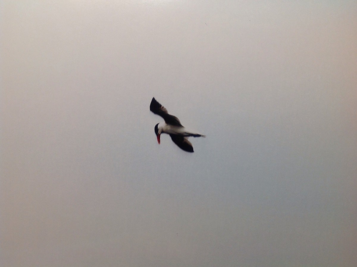 Caspian Tern - ML141251541