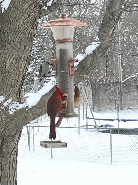 Northern Cardinal - ML141251671