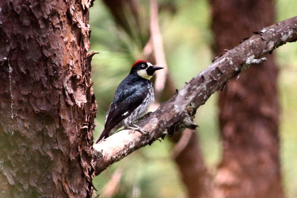 Acorn Woodpecker - ML141252001