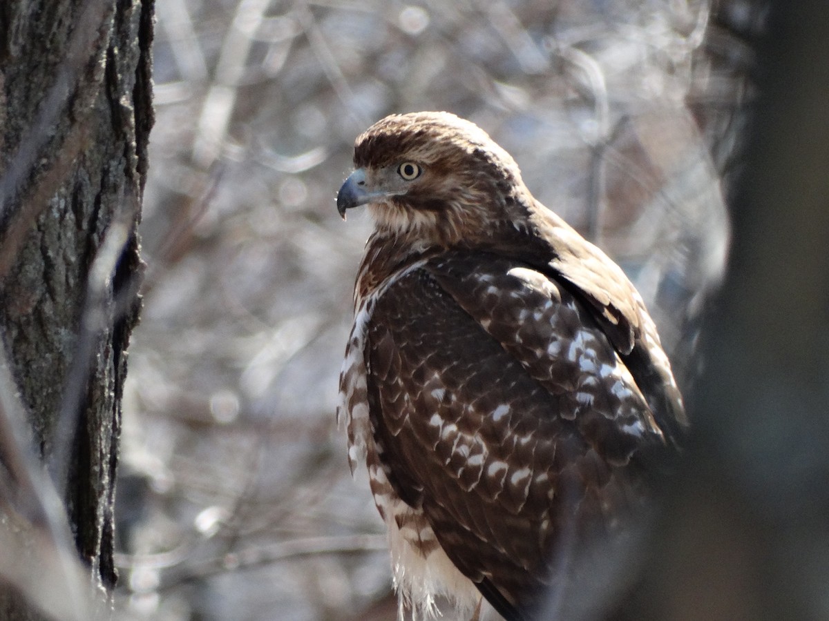 Red-tailed Hawk - Christopher Larosee