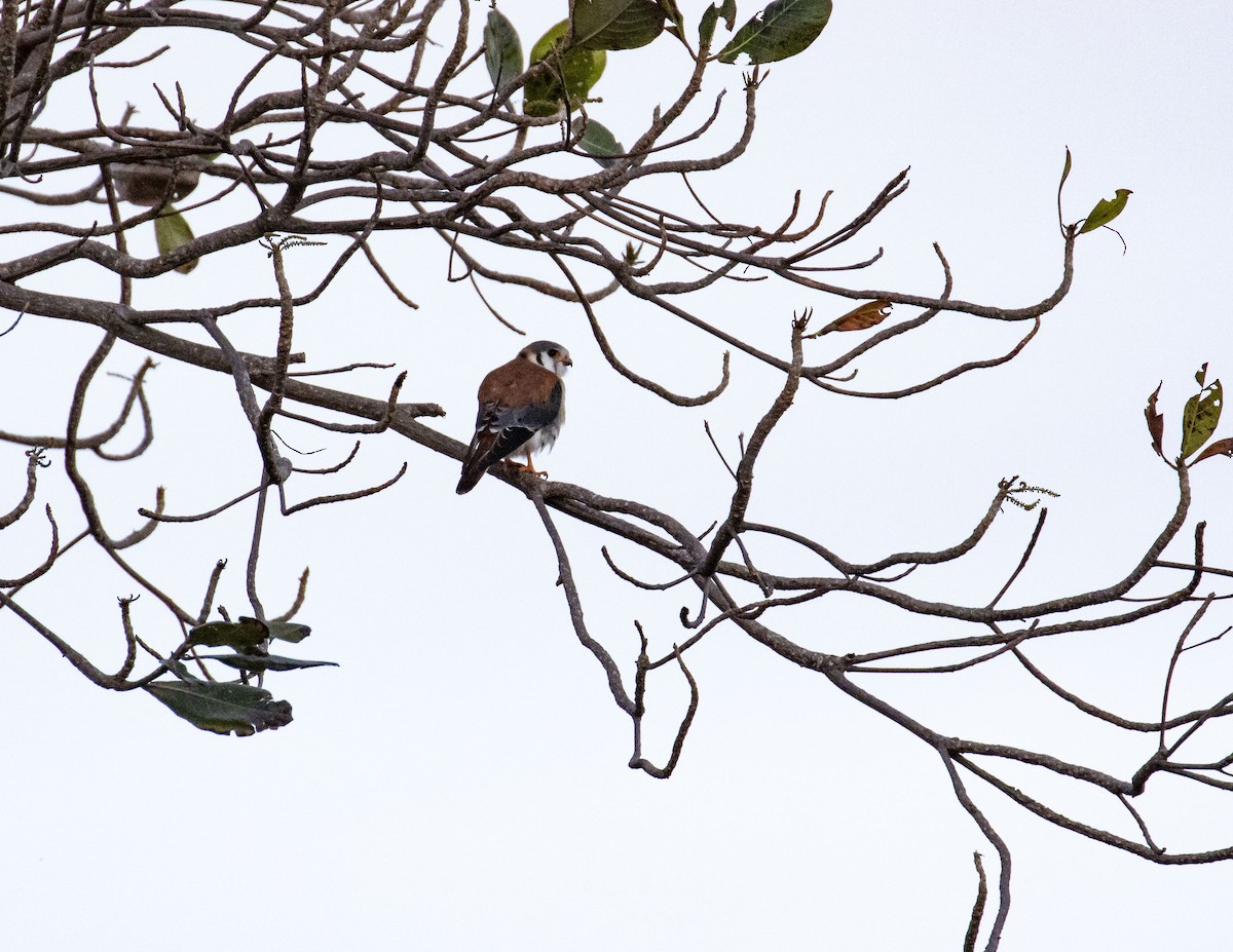 American Kestrel - Kamella Boullé