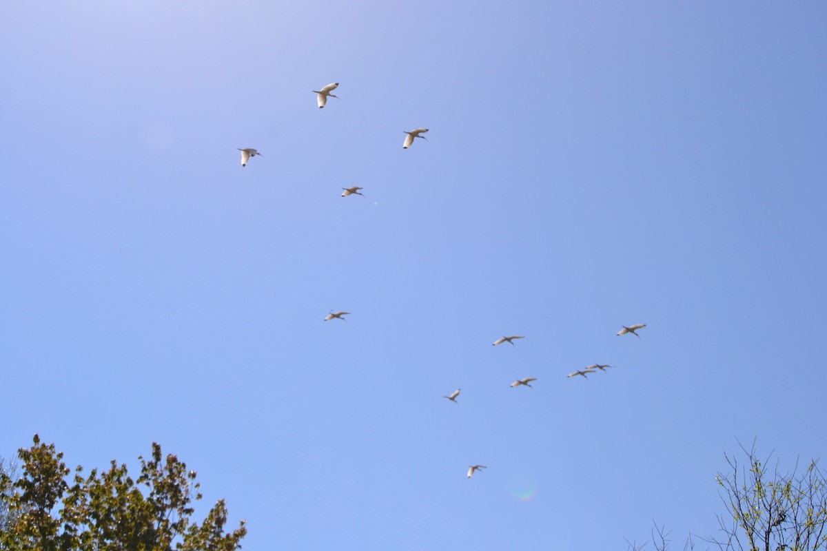 White Ibis - ML141255701