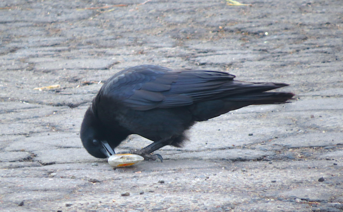 American Crow - ML141257921