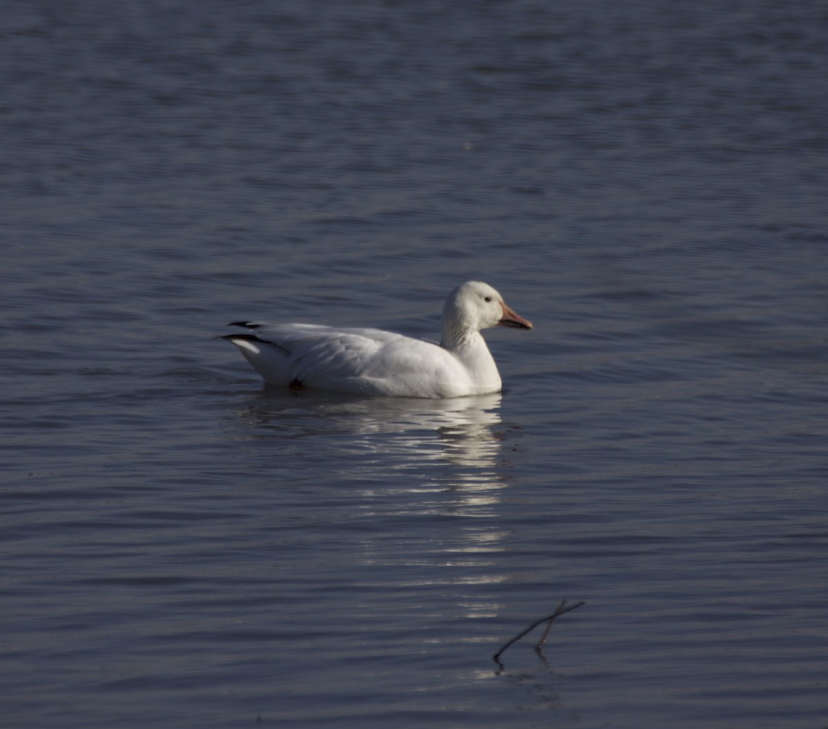 Snow Goose - ML141258301