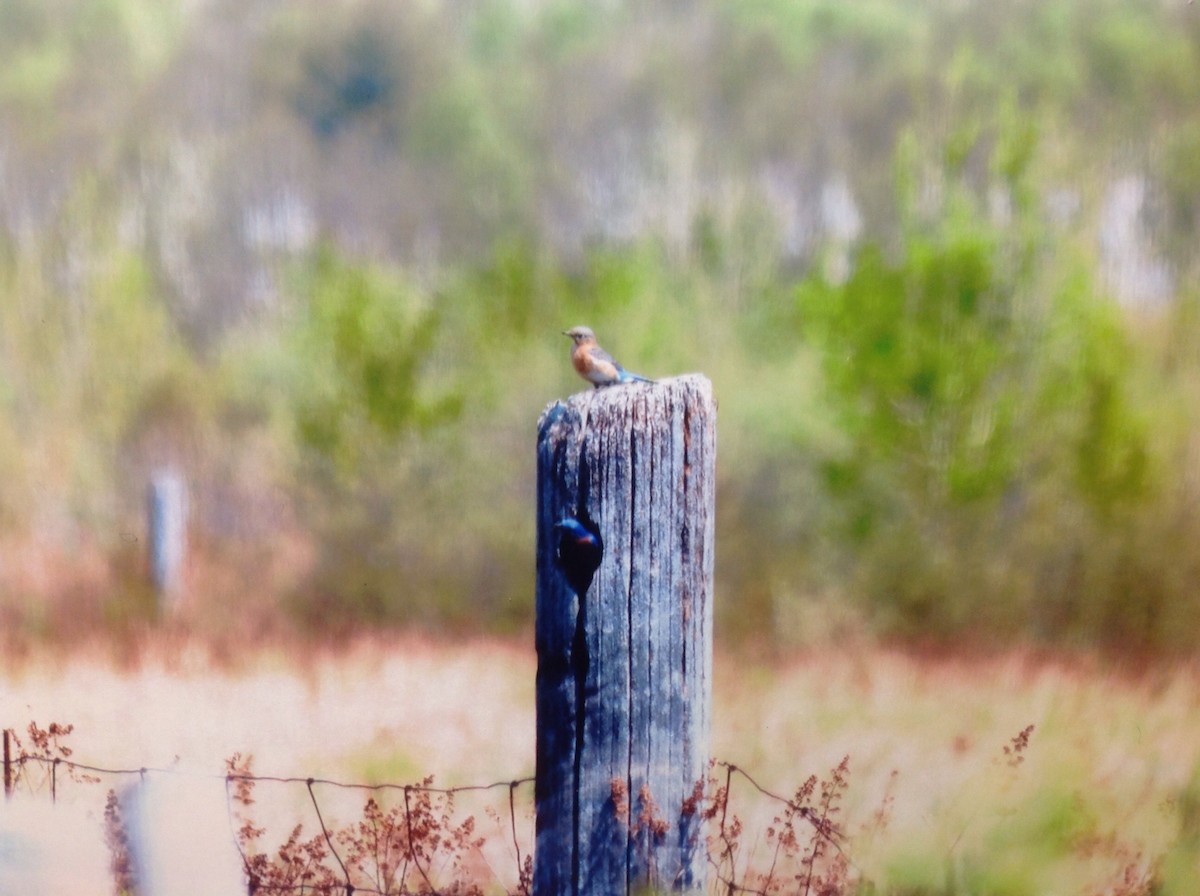 Eastern Bluebird - ML141259021