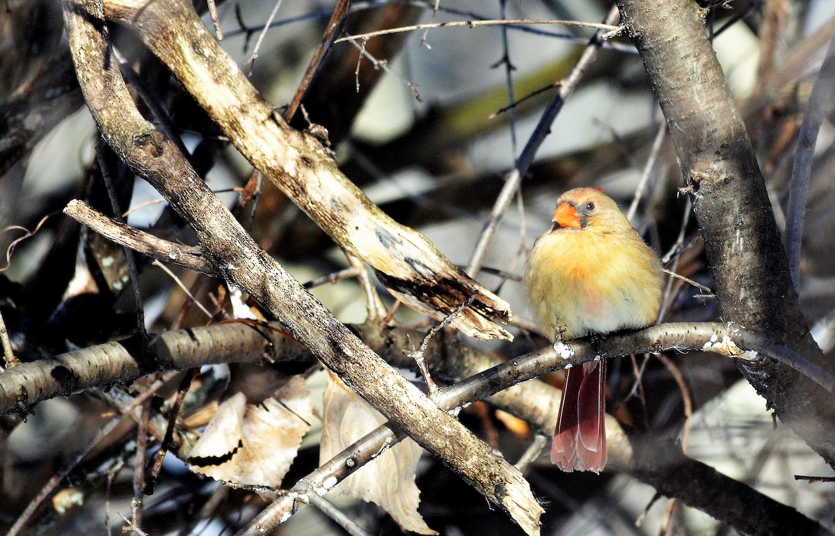 Northern Cardinal - ML141259121