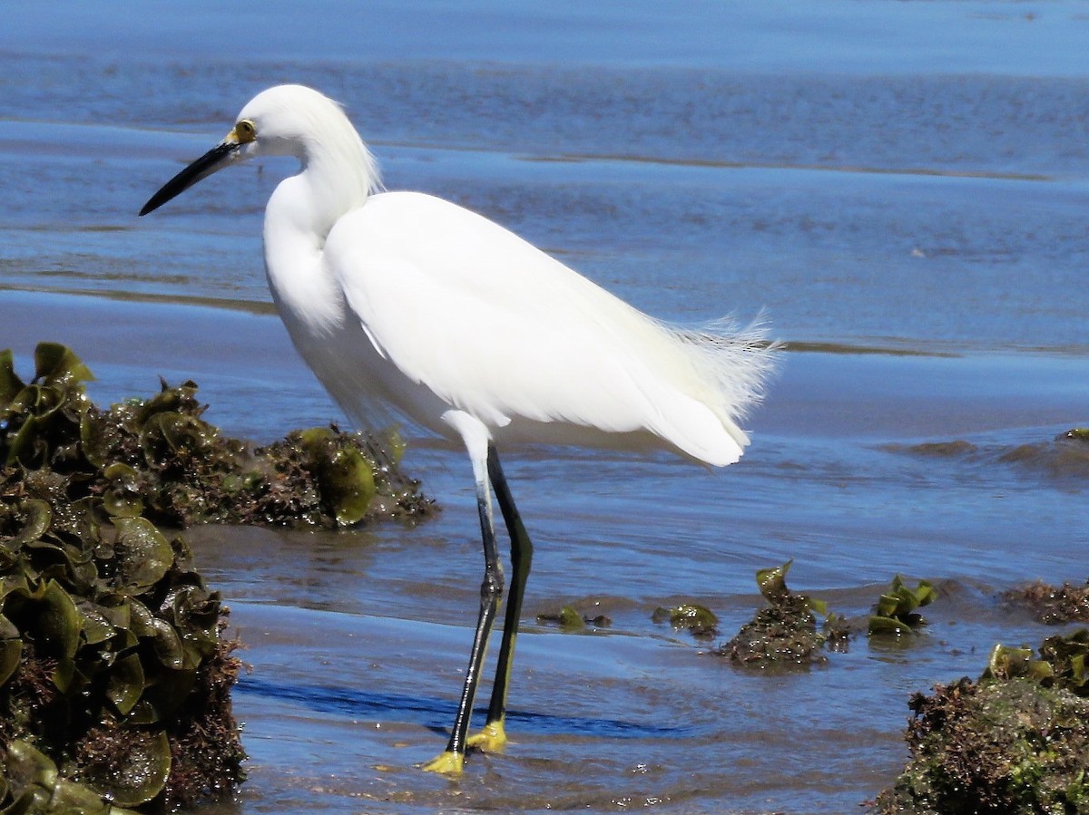 Snowy Egret - ML141259181