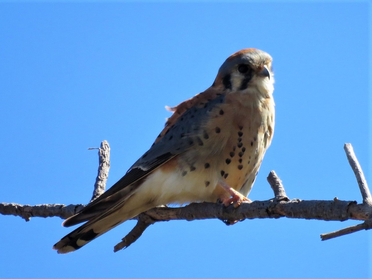 American Kestrel - ML141259941