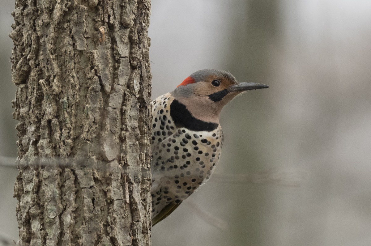 Northern Flicker - Peter Assmann