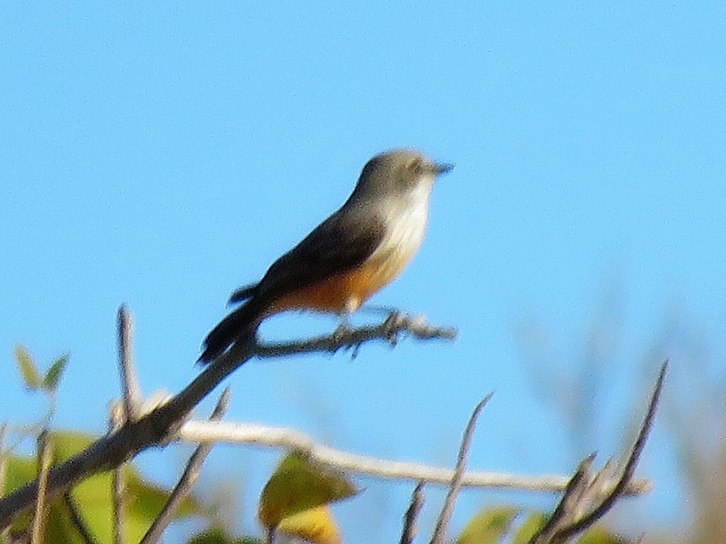 Vermilion Flycatcher - ML141260101