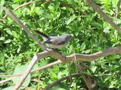 Gobemoucheron gris-bleu - ML141260301