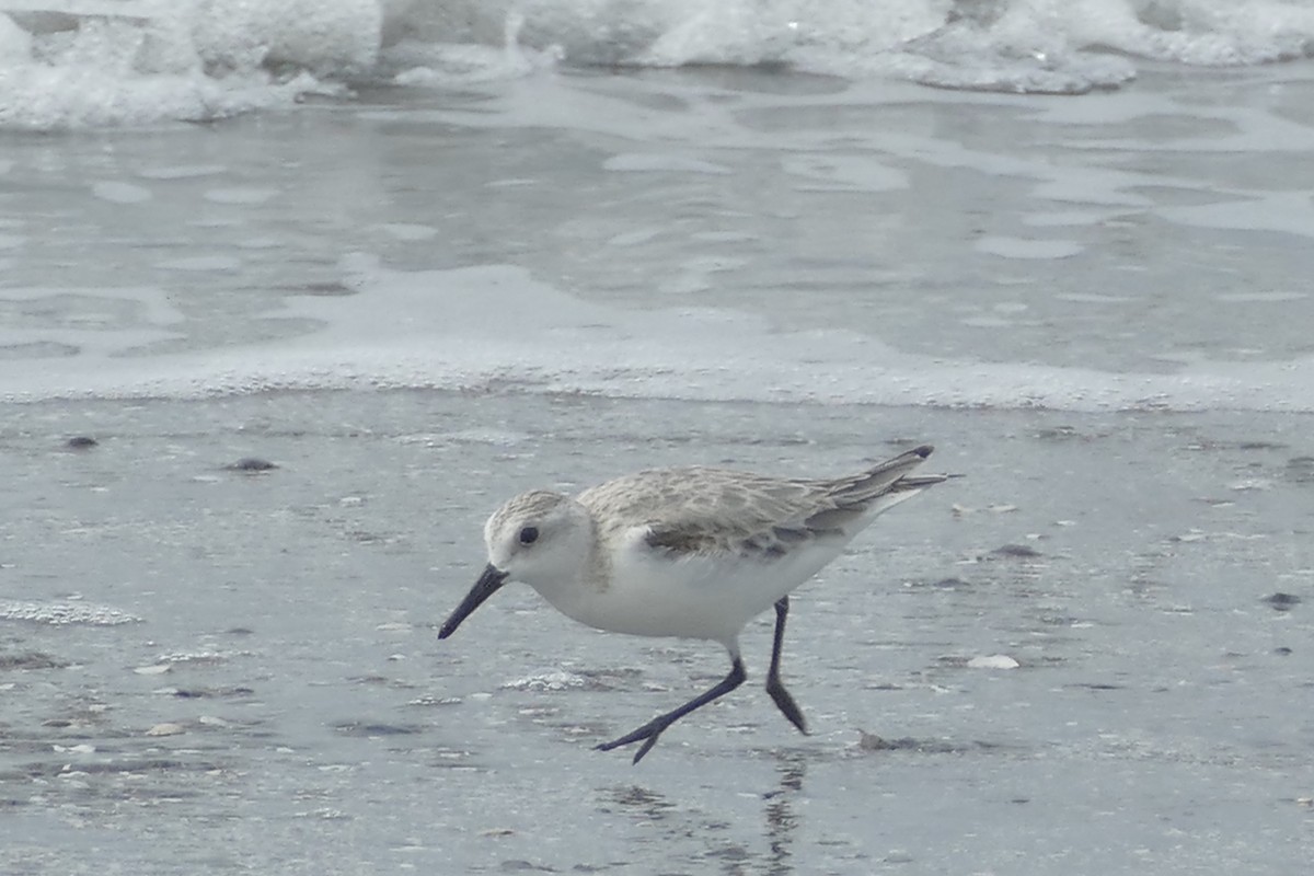 Sanderling - ML141260461