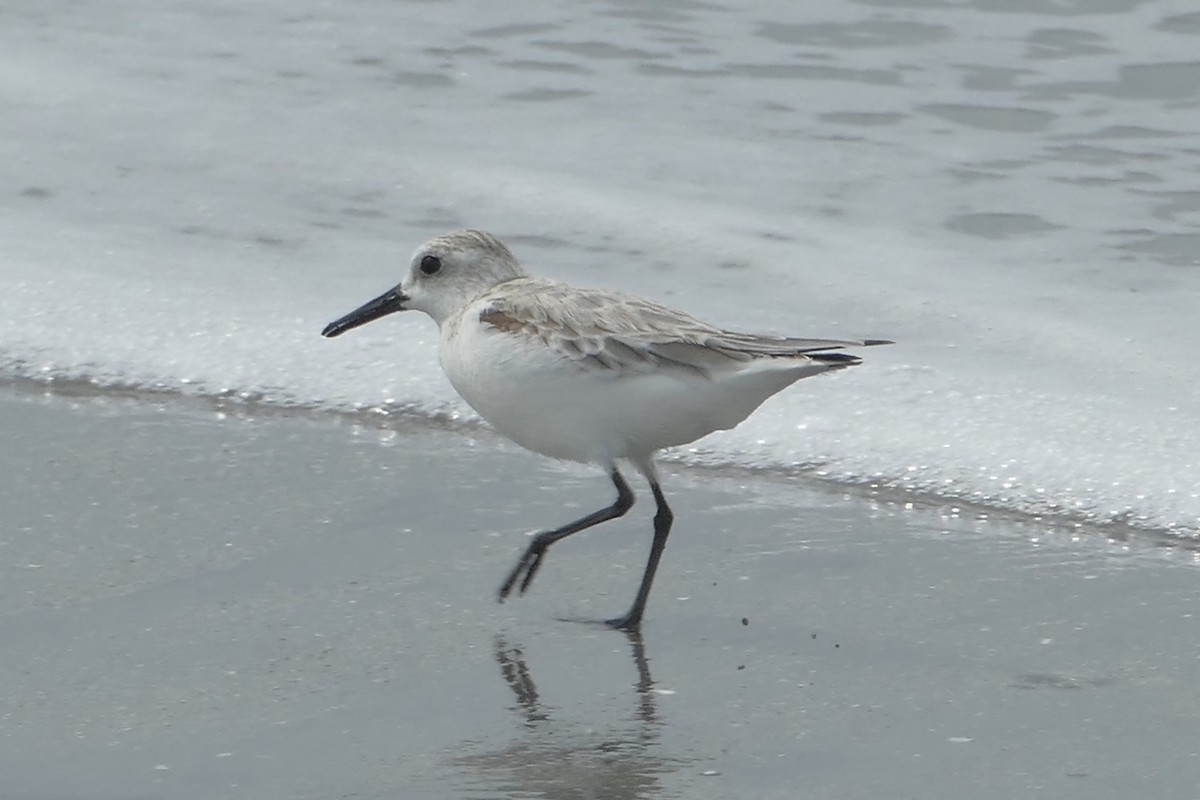 Sanderling - ML141260471