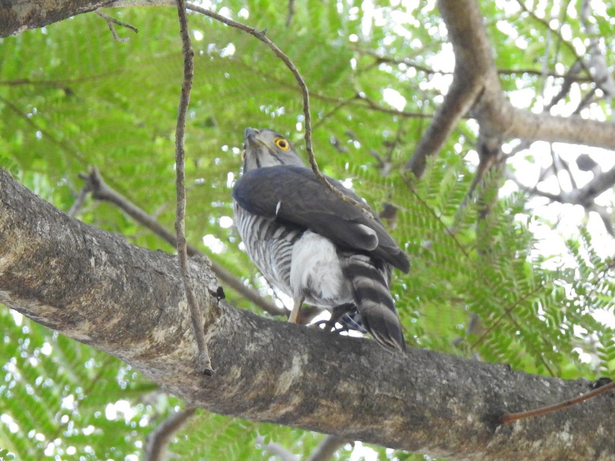 Crested Goshawk - ML141260781