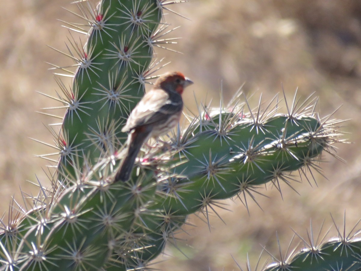 House Finch - ML141262451