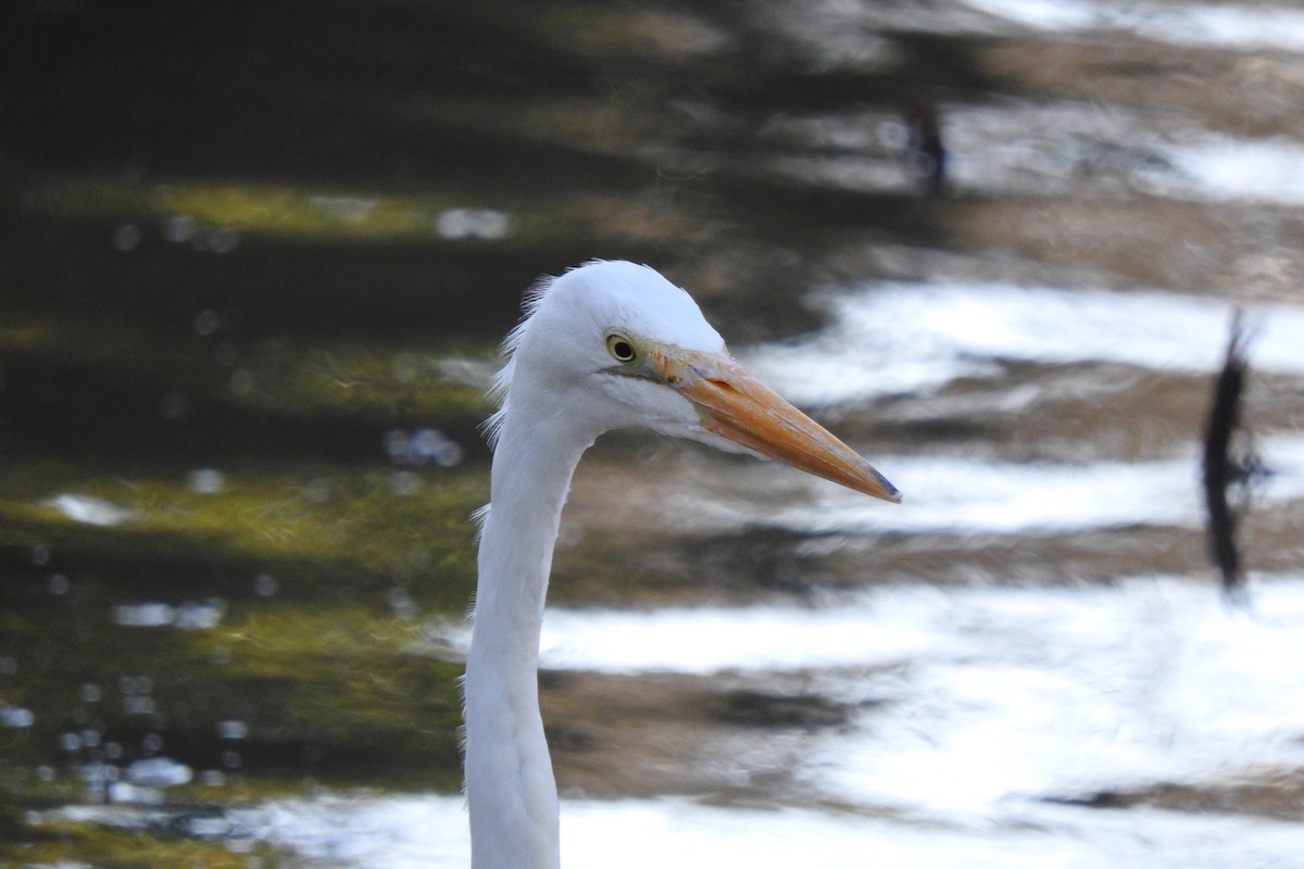 Great Egret - Ronan Nicholson