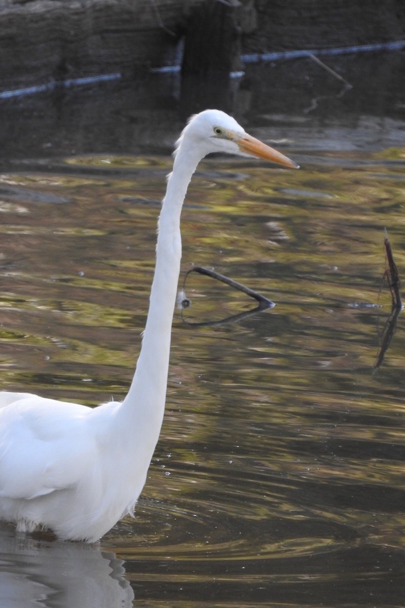 Great Egret - ML141263021