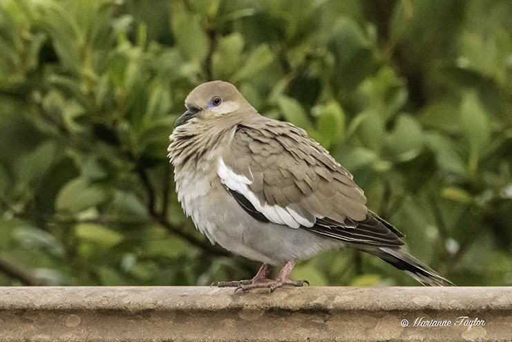 White-winged Dove - ML141263411