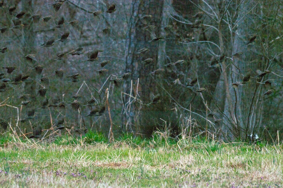 Red-winged Blackbird - ML141263701