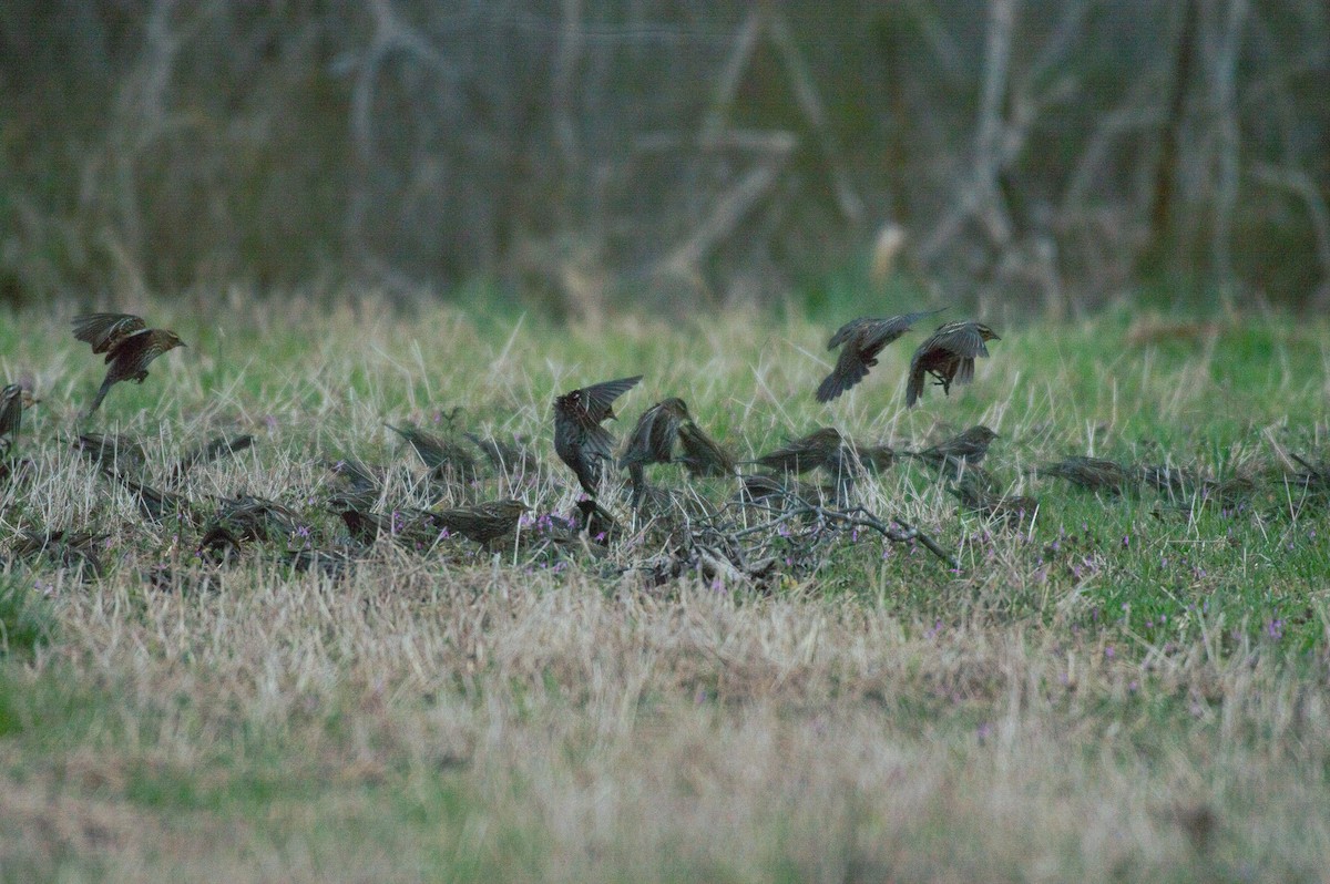 Red-winged Blackbird - ML141264261