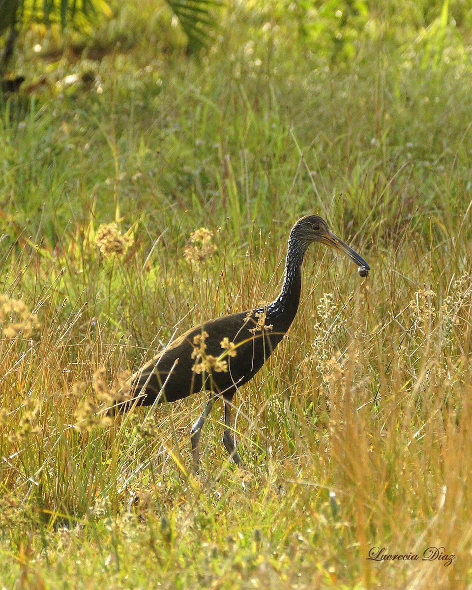 Limpkin - Lucrecia Diaz Capriles