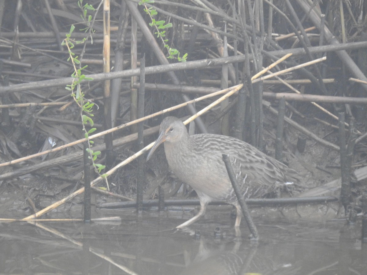 Clapper Rail - David Booth