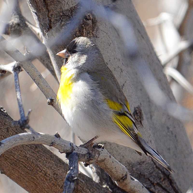 Lawrence's Goldfinch - ML141267091