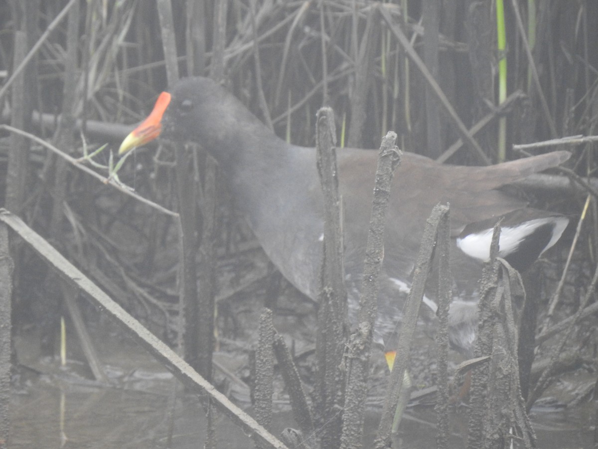 Gallinule d'Amérique - ML141267231