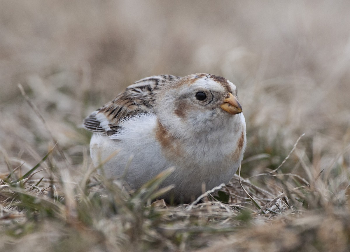Snow Bunting - ML141267791