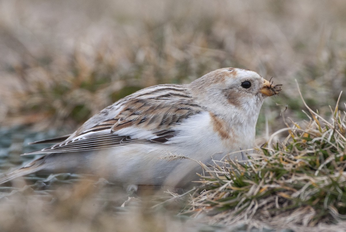Snow Bunting - ML141267851