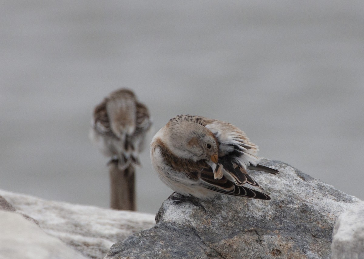 Snow Bunting - ML141267911