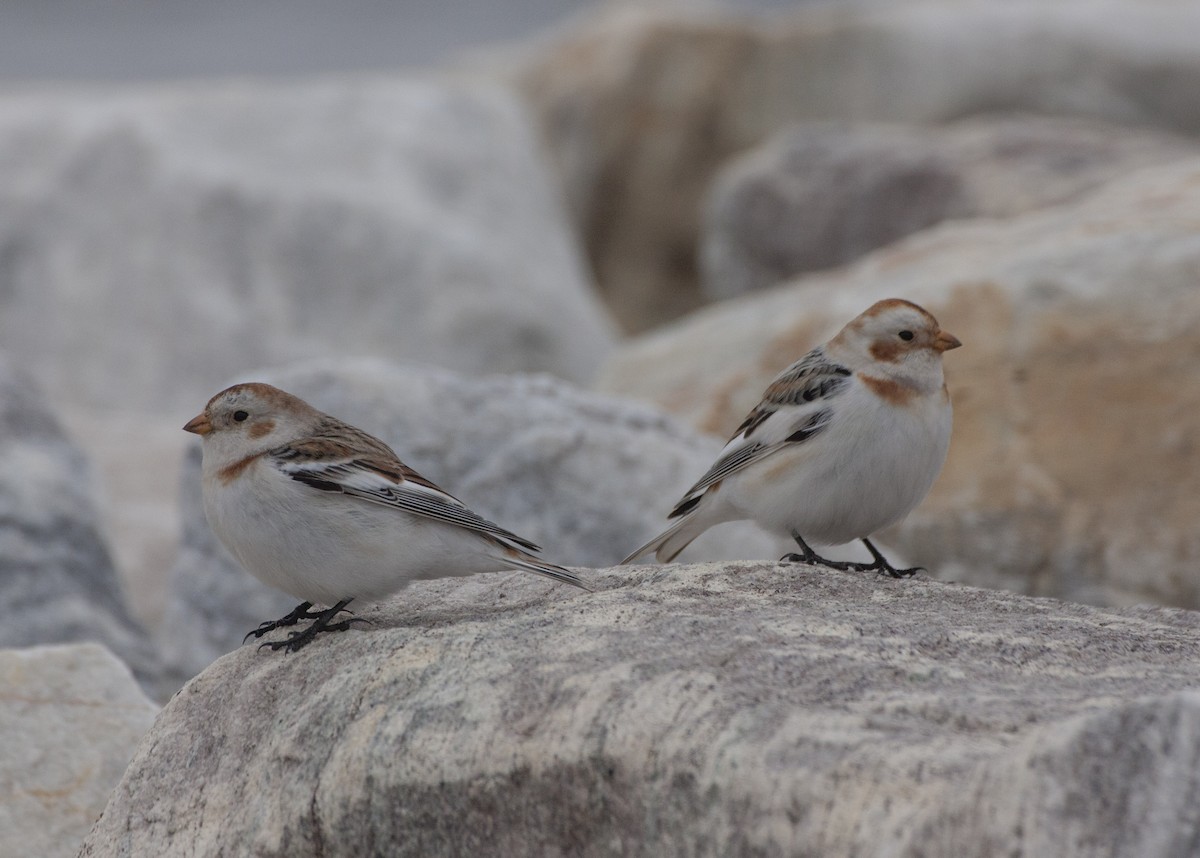 Snow Bunting - ML141268041