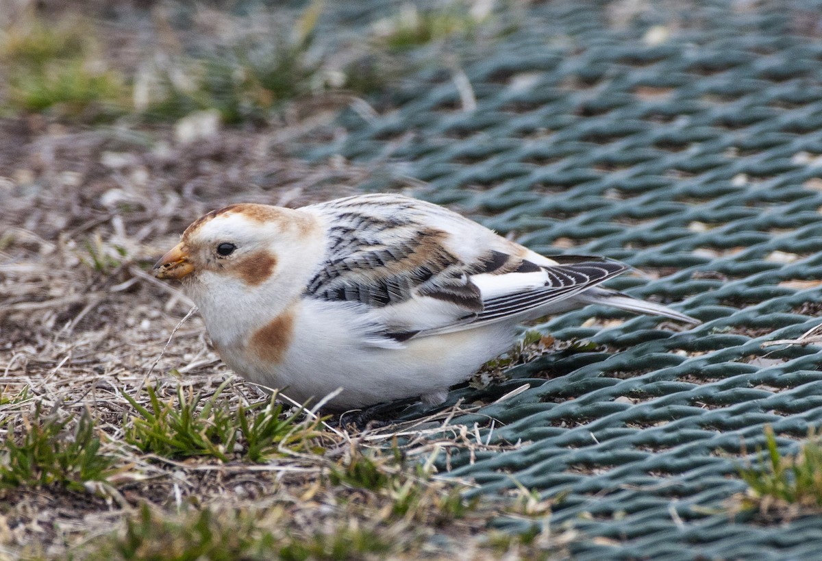 Snow Bunting - ML141268151