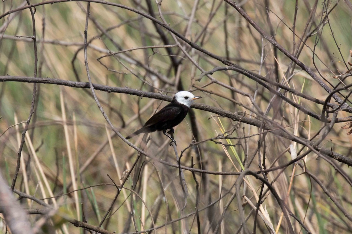 White-headed Marsh Tyrant - ML141268411