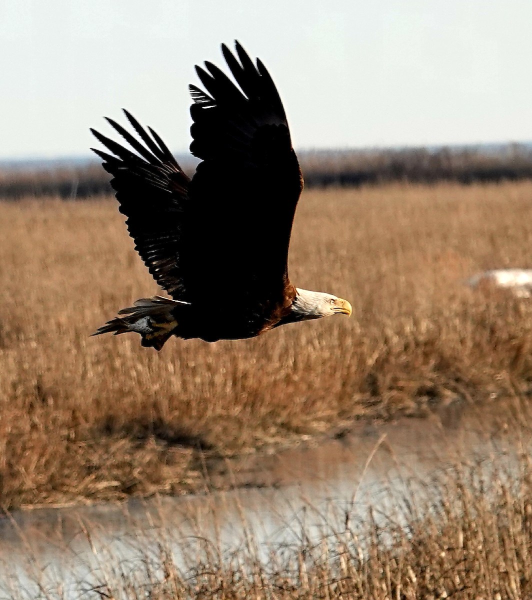 Bald Eagle - Kathleen Horn