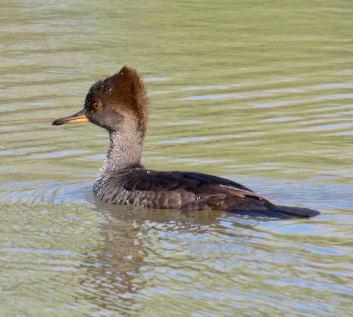 Hooded Merganser - ML141269851