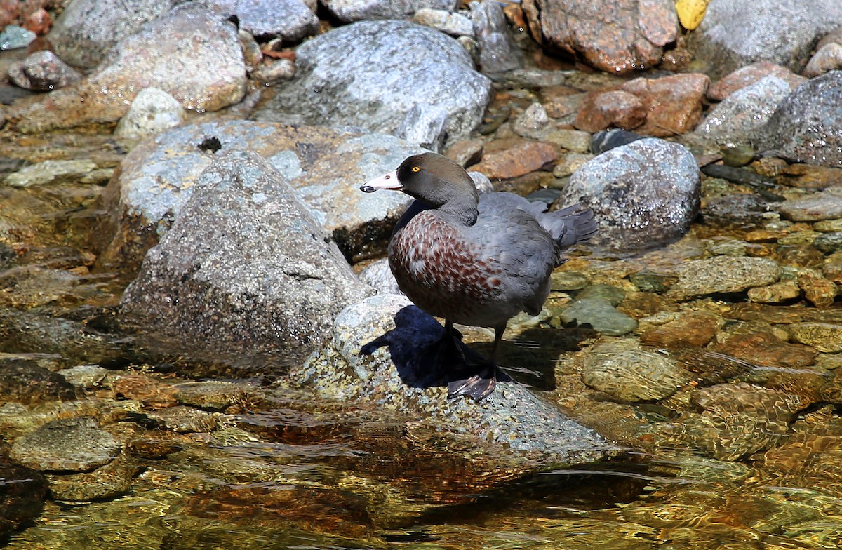 Blue Duck - ML141270061
