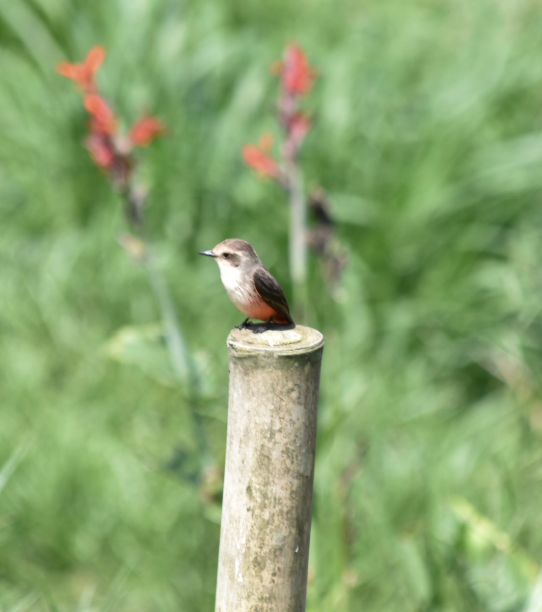 Vermilion Flycatcher - ML141270221