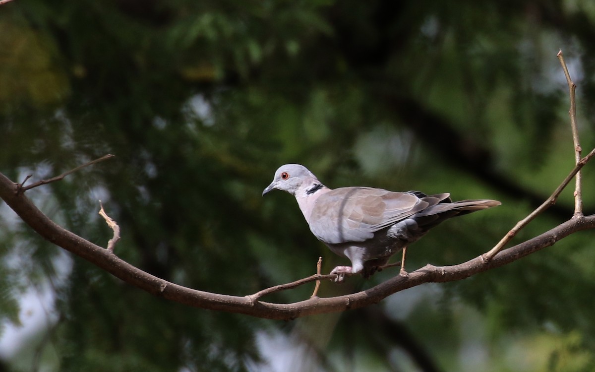 Mourning Collared-Dove - ML141270591