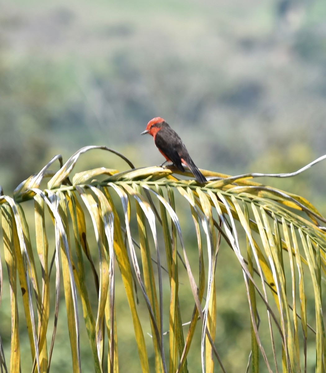 Vermilion Flycatcher - ML141270611