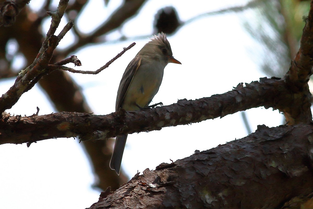 Greater Pewee - ML141271401