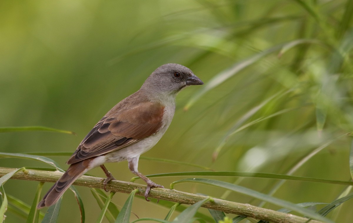 Northern Gray-headed Sparrow - ML141271611