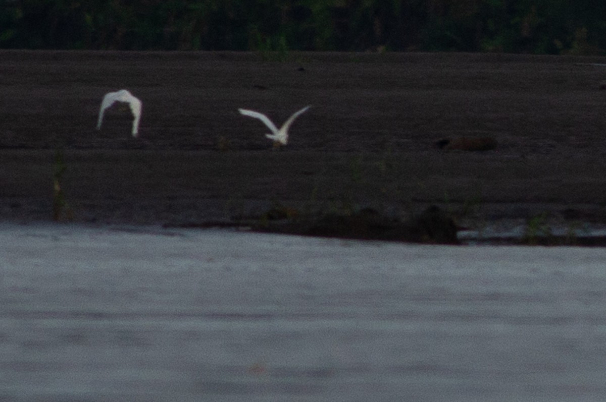 Snowy Egret - ML141271721