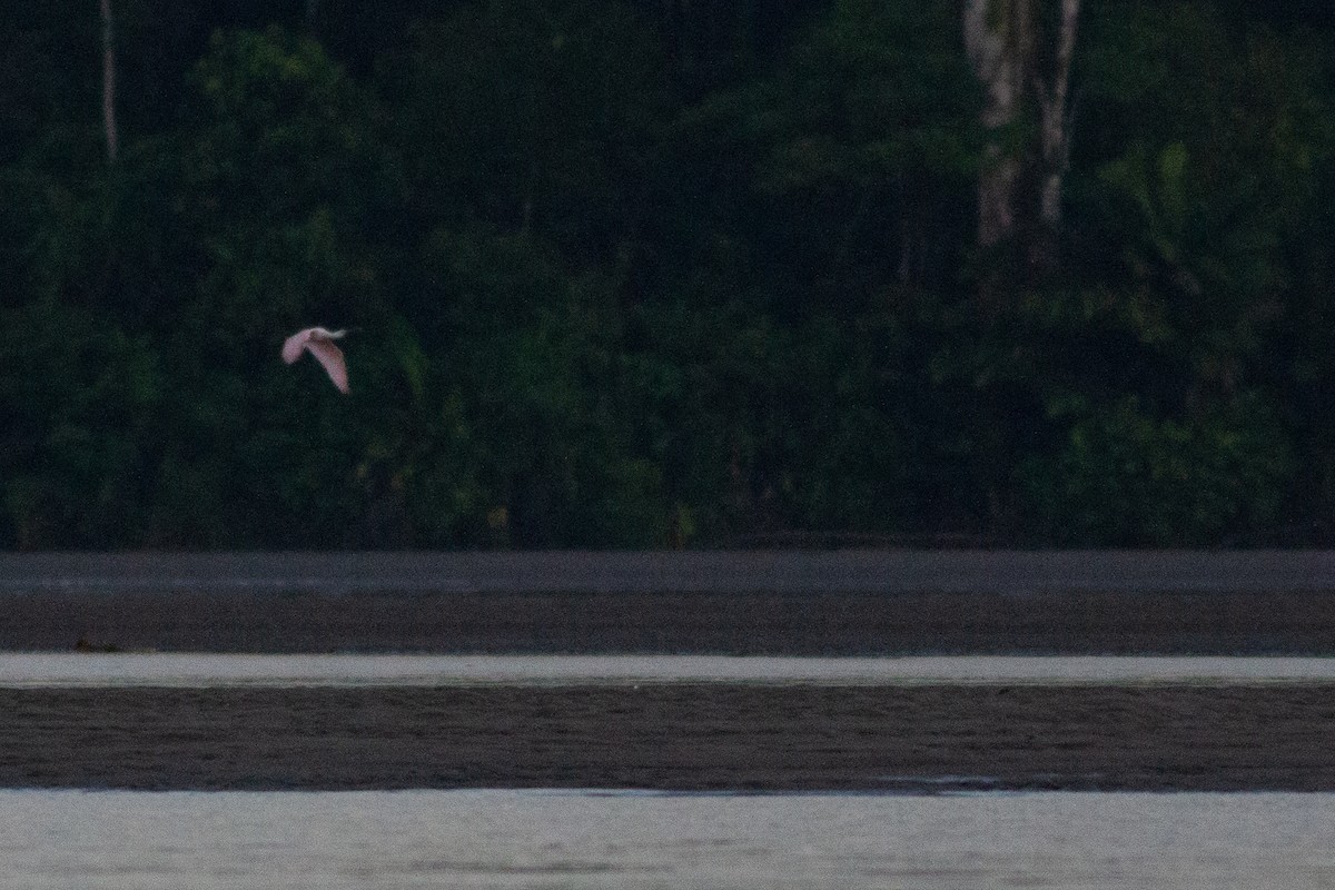 Roseate Spoonbill - ML141271801