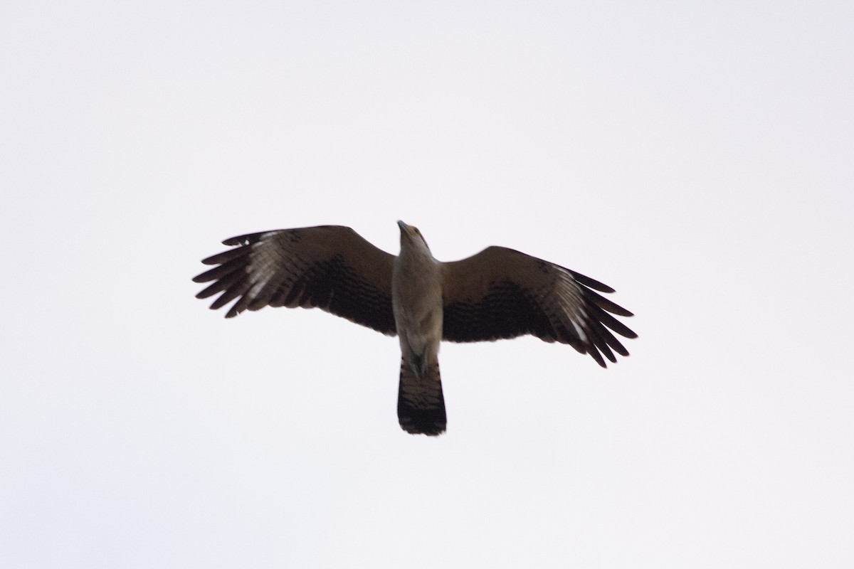 Yellow-headed Caracara - ML141271961