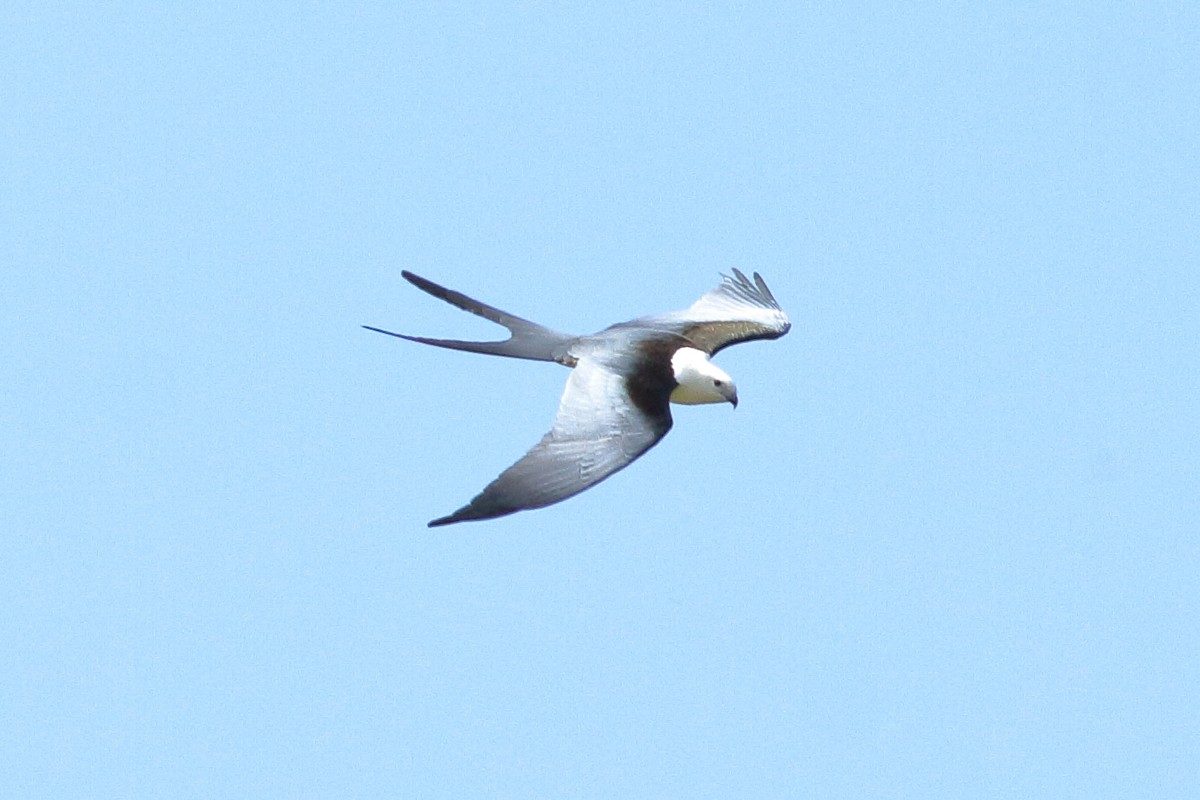 Swallow-tailed Kite - Manfred Bienert