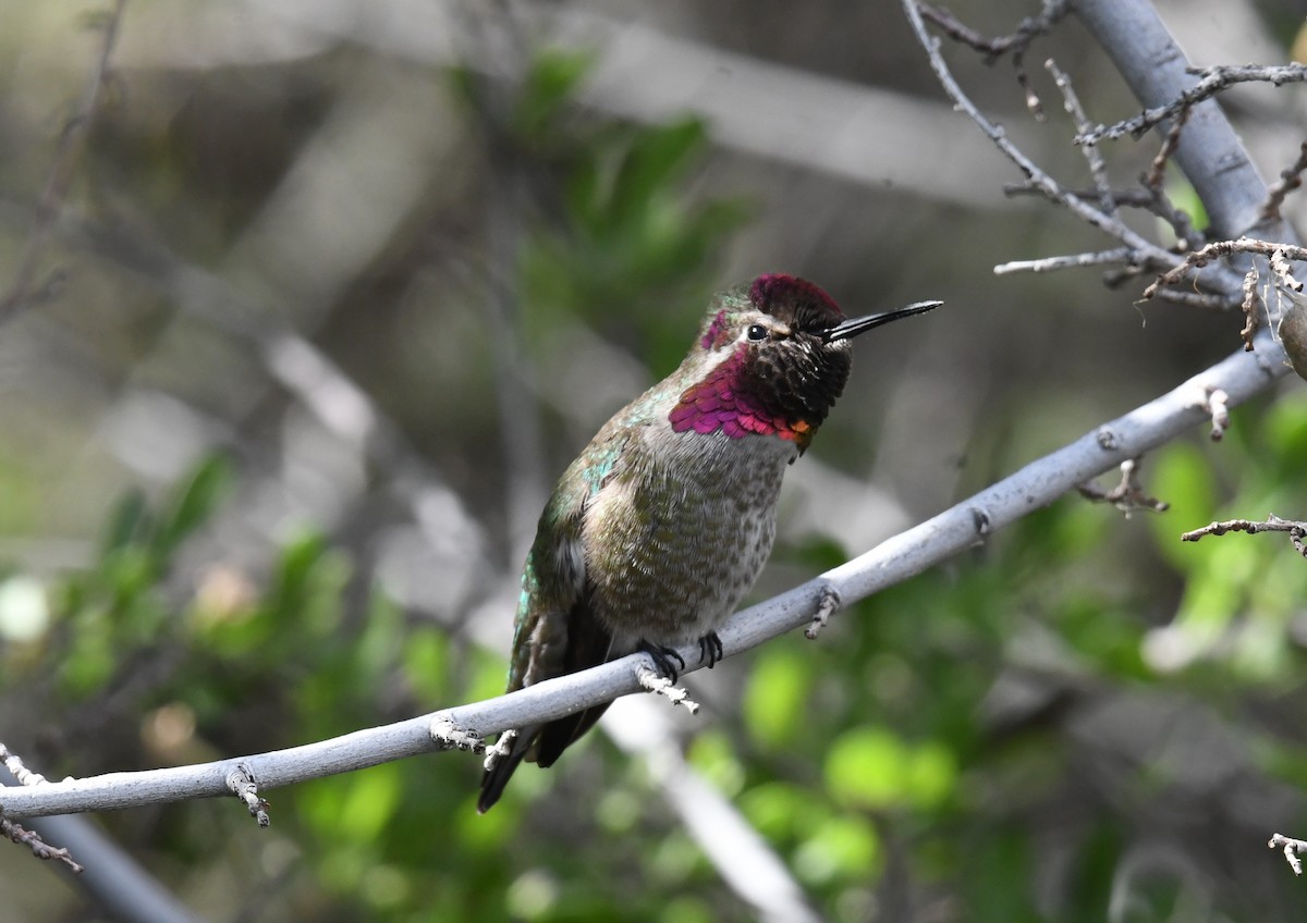 Anna's Hummingbird - ML141279241