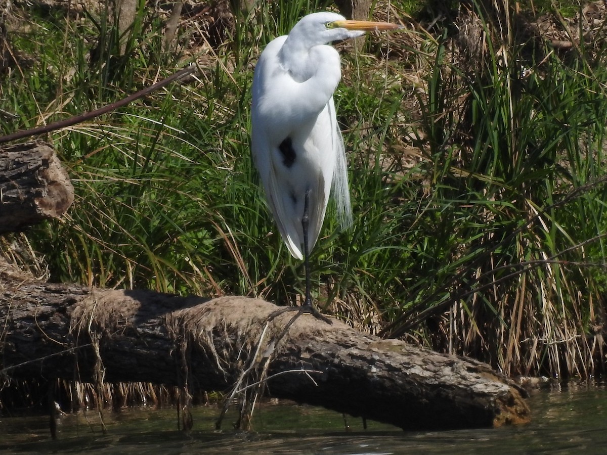 Great Egret - ML141279861