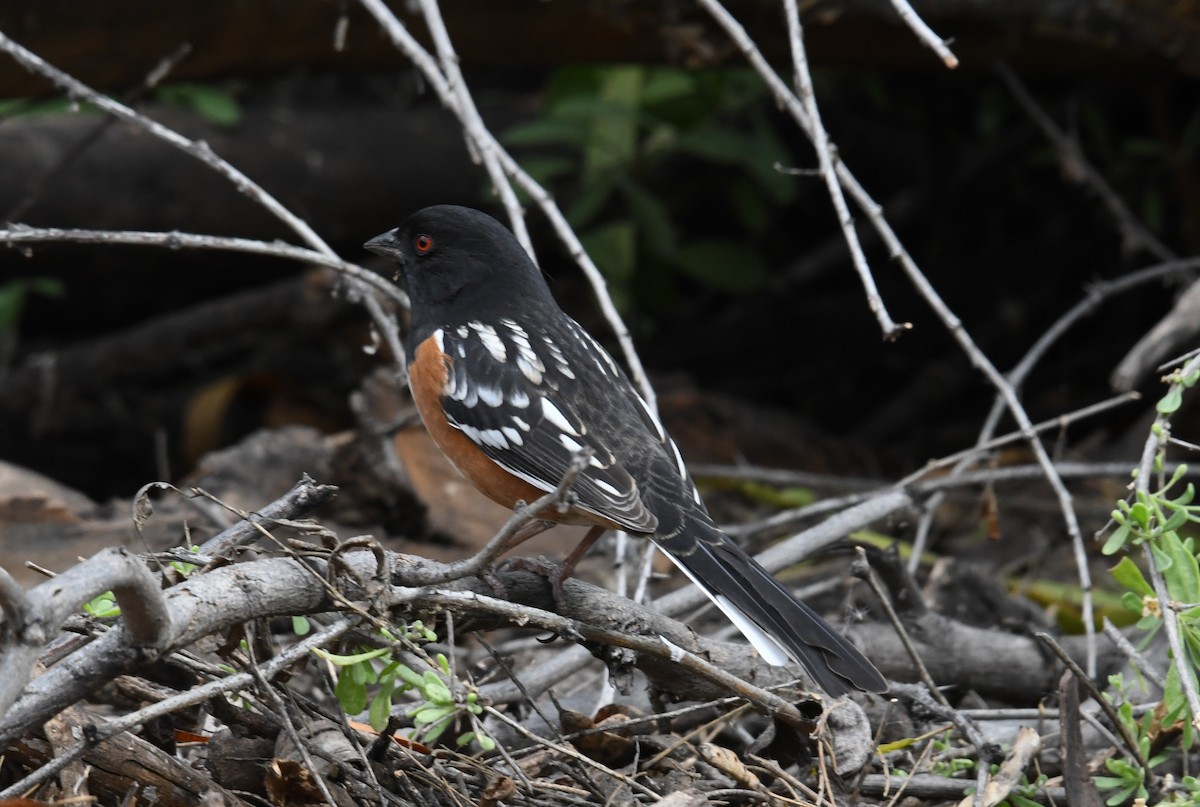 Spotted Towhee - ML141281261
